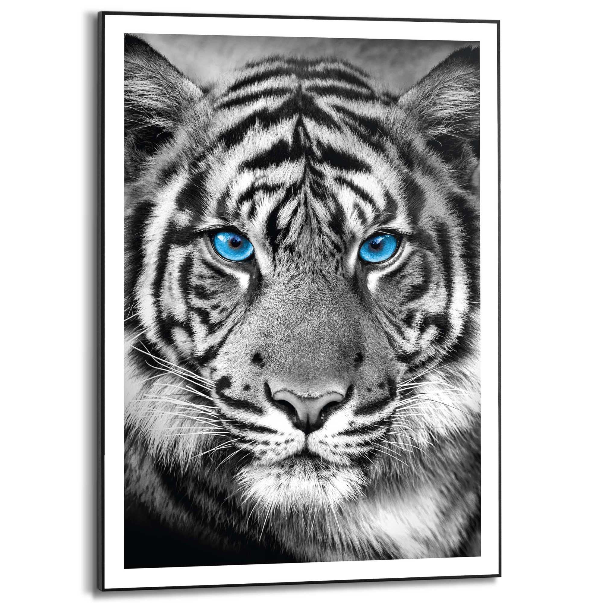 black and white tiger face with blue eyes