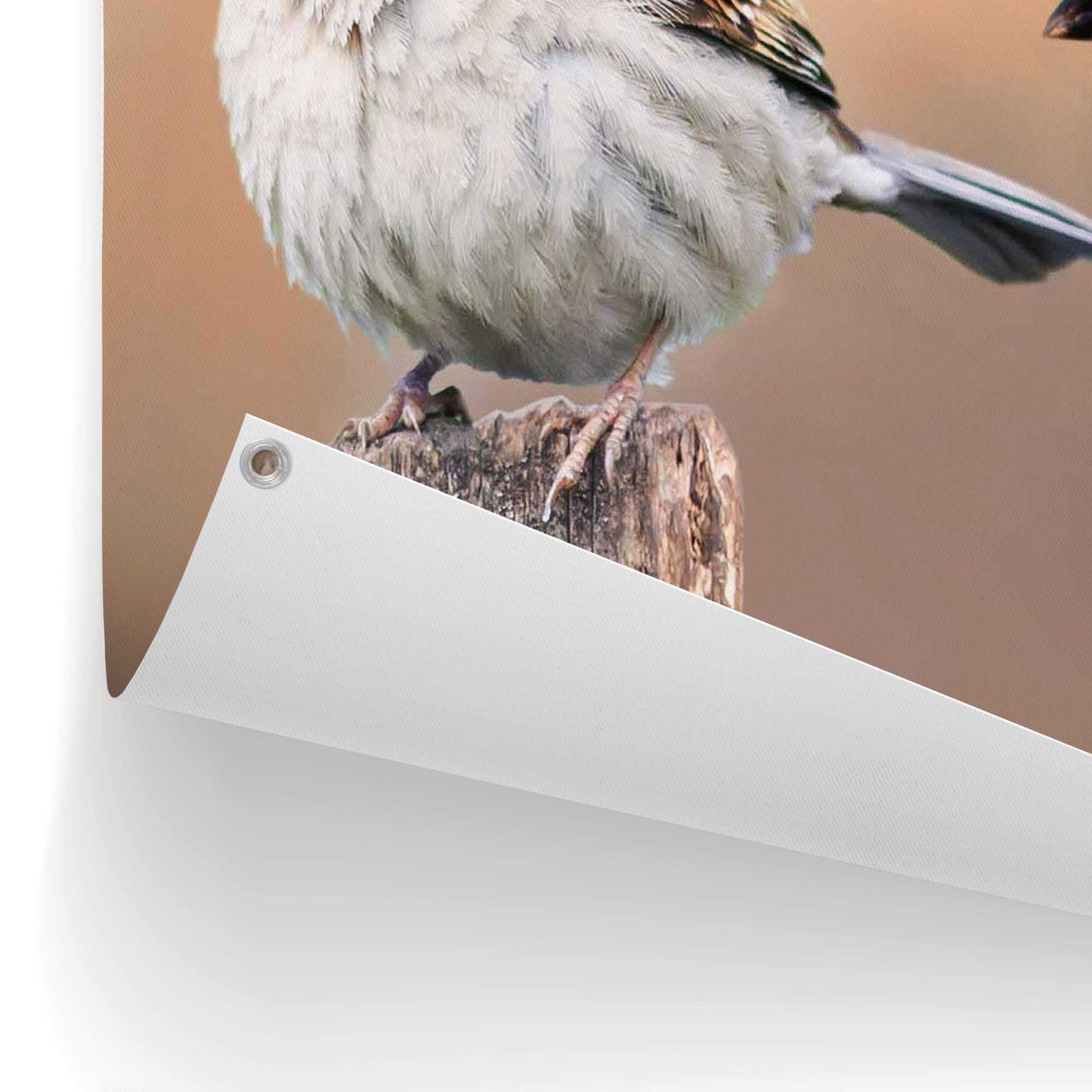 Outdoor Art Sparrows 50x70