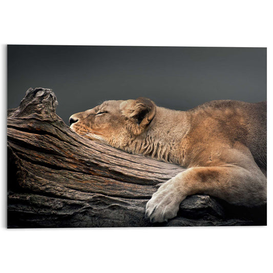 Plexiglass painting Sleeping in Tree 70x100