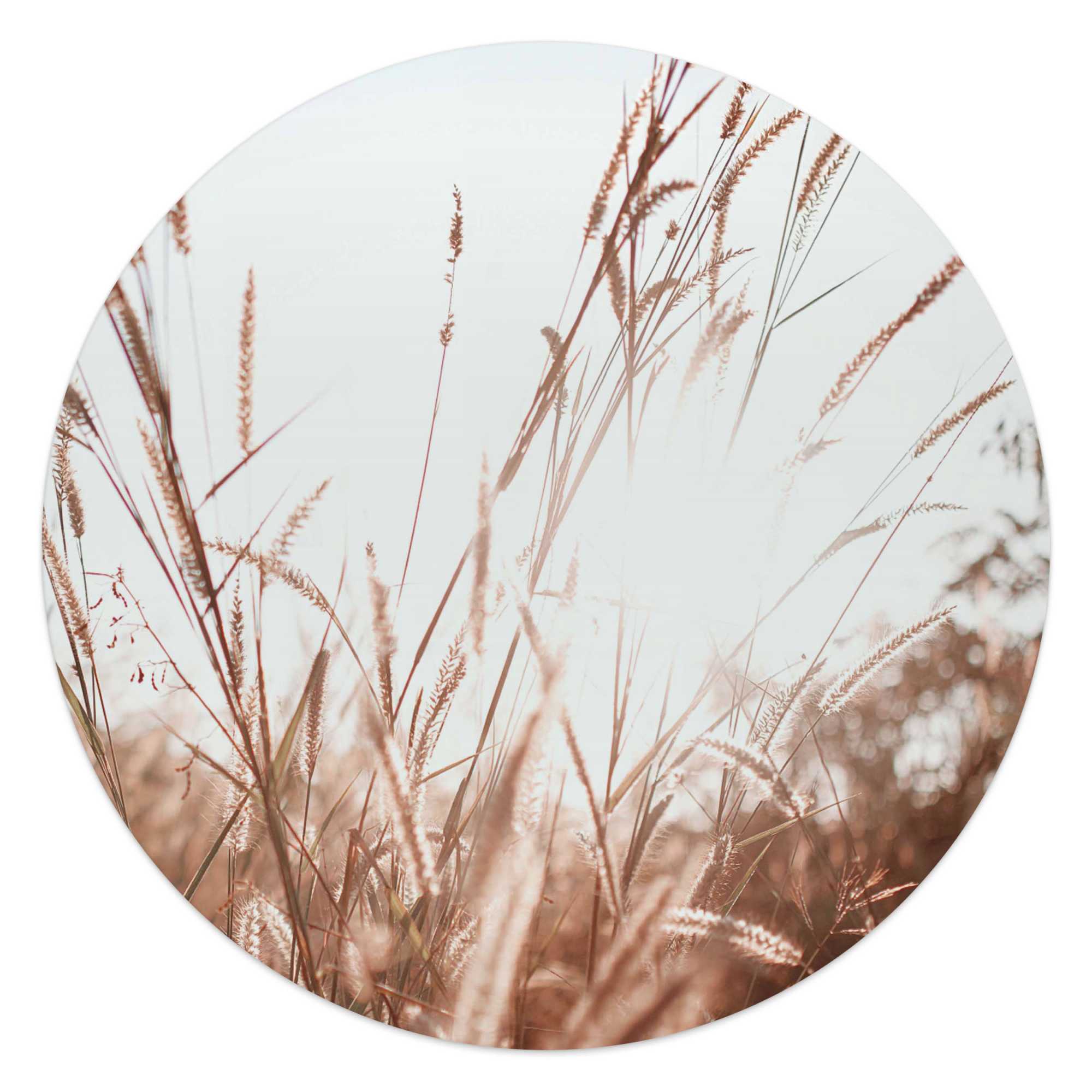 Circle Art Sunlight Grasses 50x50 – Orangewallz