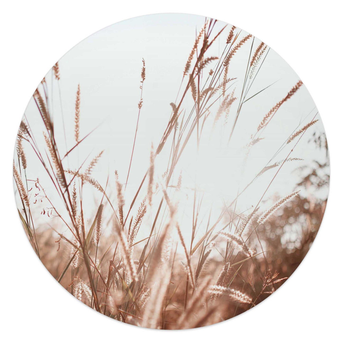Circle Art Sunlight Grasses 50x50