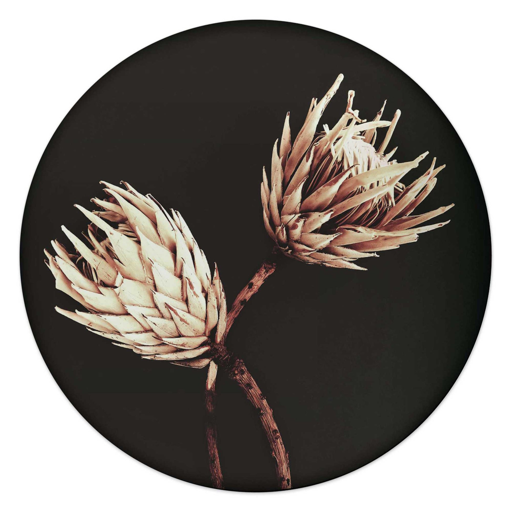 Circle Art Dark Dried Flowers 50x50