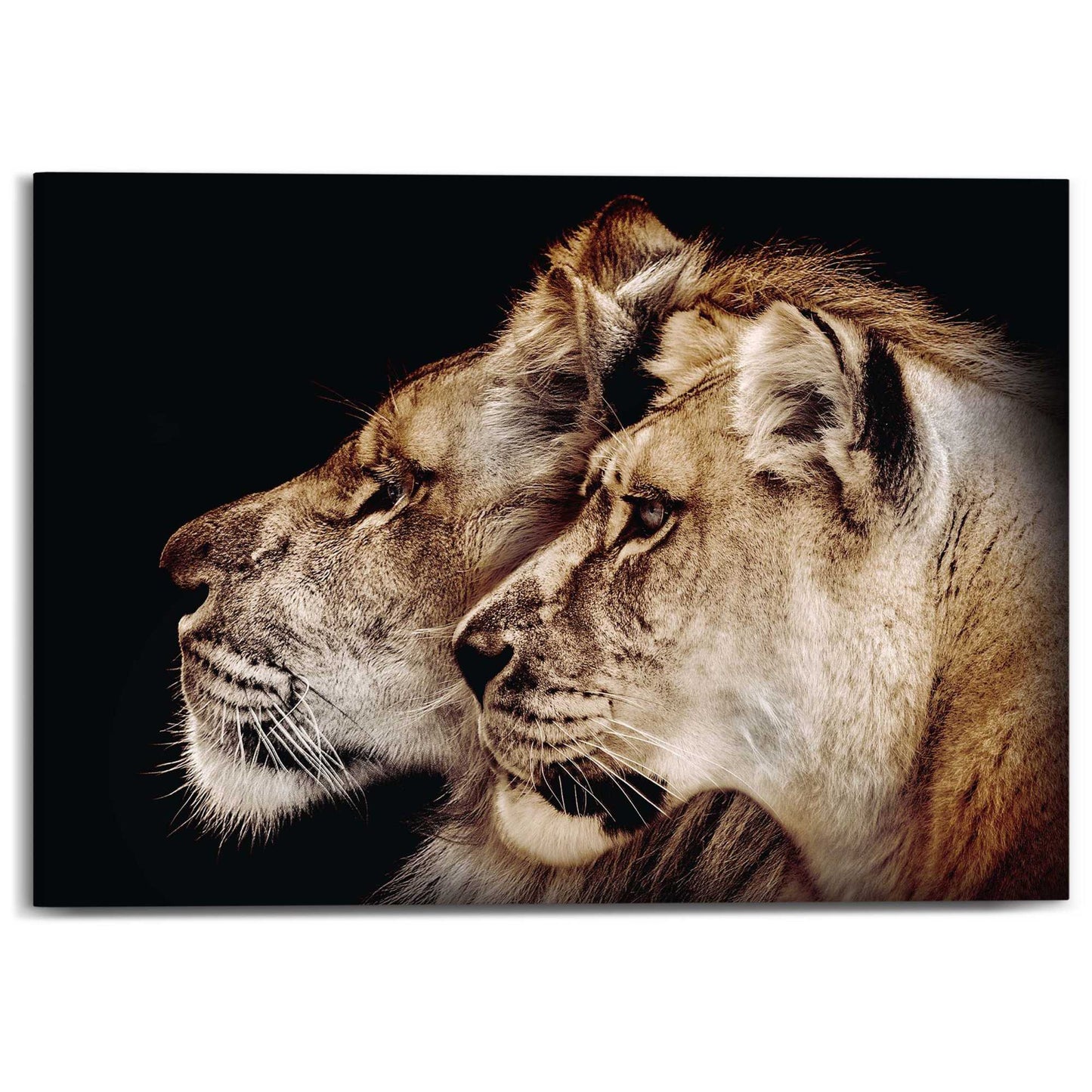 Canvas Lion Pair