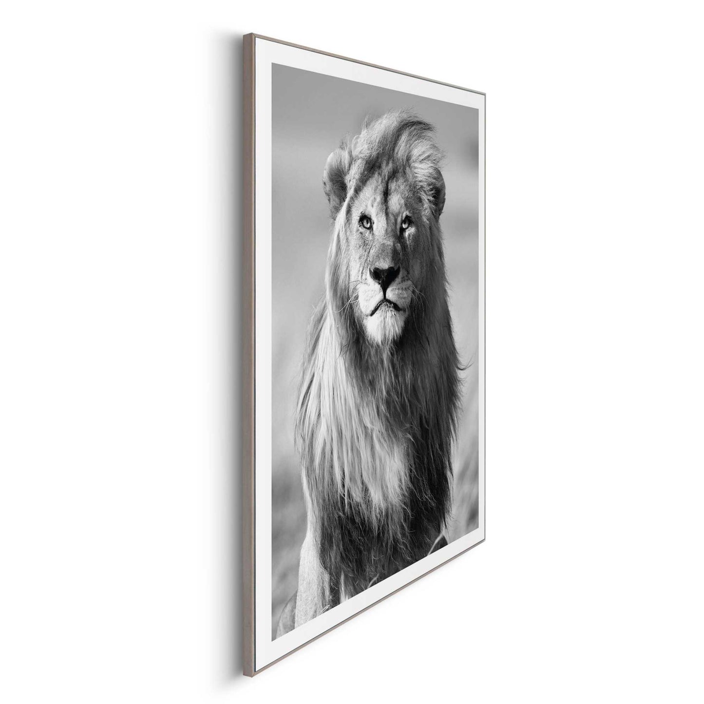 Framed in Wood Lion in the Wind