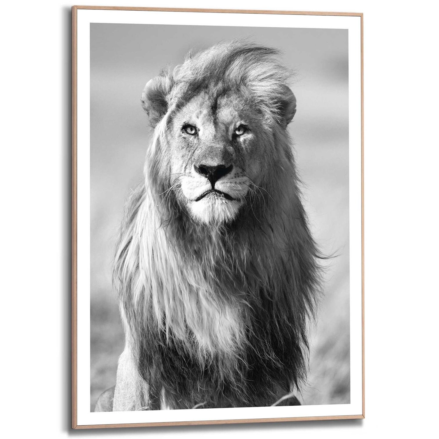 Framed in Wood Lion in the Wind