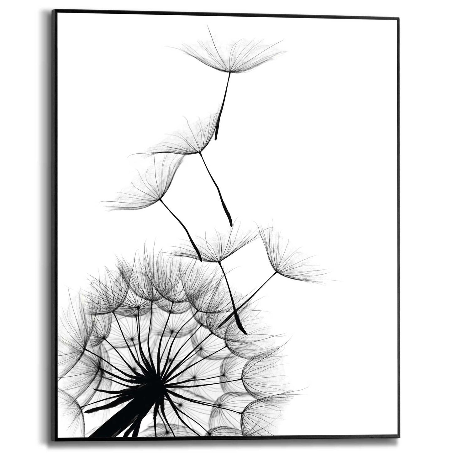 Framed in Black Dandelion Up